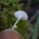 Marasmius