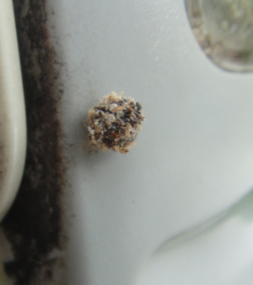 Spotting Image 1