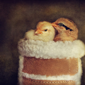 Little Peeps by Pat Abbott - Photoshop Art Things ( animals, chickens, chicks )