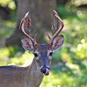 White-tail Deer