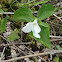 Trillium
