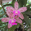Orquidea