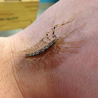 House Centipede