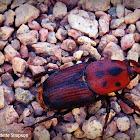 Red Palm Weevil