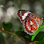 Orange Lacewing  Butterfly