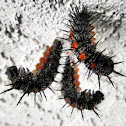 Spiny Elm Caterpillar/Mourning Cloak