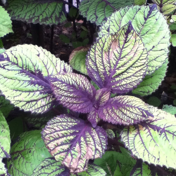 Spotting Image 1