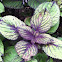 Coleus