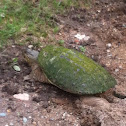 Common snapping turtle