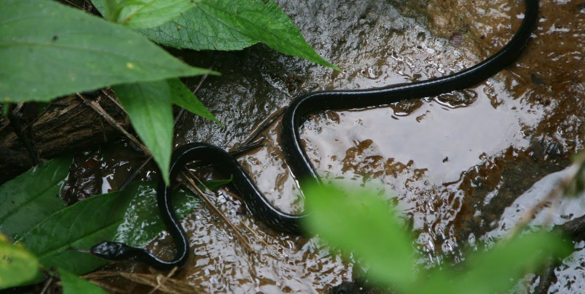 Shiny whipsnake