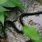 Shiny whipsnake