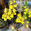 Oncidium Orchid