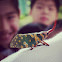 龍眼雞Lantern-fly