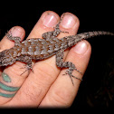 Spiny lizard