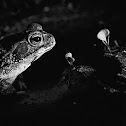 Cane Toad