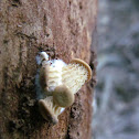 Oyster mushroom