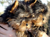 Akc Registrados Cachorros Adorables De Yorkie Par