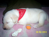 Vendo Labradores  Quedan Solo 2 Hembras