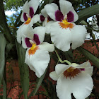 Pansy Orchid