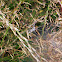 Nursery web spider