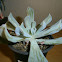 Echeveria runyonii cv. topsy turvy