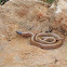 Plains black headed snake