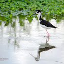 Black-necked Stilt
