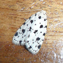 Moth