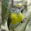 Lemon-chested Greenlet
