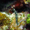 Thuridilla gracilis