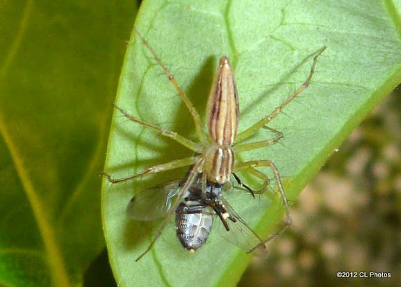 Spotting Image 1