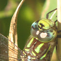 Variable Darner