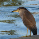 Black-crowned Night-Heron (subadult)