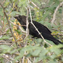 Smooth-billed Ani