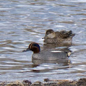 Teal; Cerceta Común