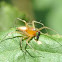 Male Lynx Spider
