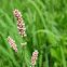 Pennsylvania Smartweed
