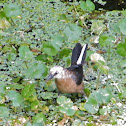 Boat Tailed Grackle