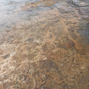 Extremophile