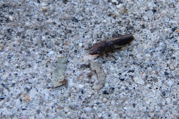 Spotting Image 1