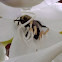 Bumble bee