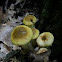 Mushroom