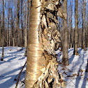 Yellow Birch