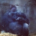Silverback Gorilla
