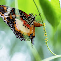 Malay Lacewing
