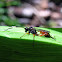 Ichneumon wasp