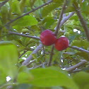Acerola