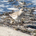 Black-bellied Plover