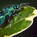 cuckoo wasp
