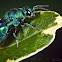 cuckoo wasp